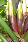 Philodendron subincisum